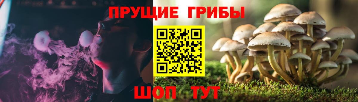 Псилоцибиновые грибы мухоморы Трёхгорный